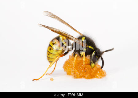 Rote Wespe (Vespula Rufa) Erwachsene Arbeitnehmer ernähren sich von Honig vor einem weißen Hintergrund. Powys, Wales, August. Stockfoto