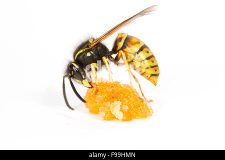 Rote Wespe (Vespula Rufa) Erwachsene Arbeitnehmer ernähren sich von Honig vor einem weißen Hintergrund. Powys, Wales, August. Stockfoto