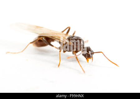 Red Ant (Myrmica Rubra) Männchen vor weißem Hintergrund fotografiert. Powys, Wales. August. Stockfoto