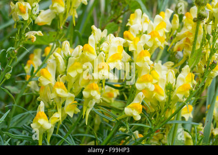 Gemeinsamen Leinkraut (Linaria Vulgaris) Blüte. Powys, Wales, August. Stockfoto