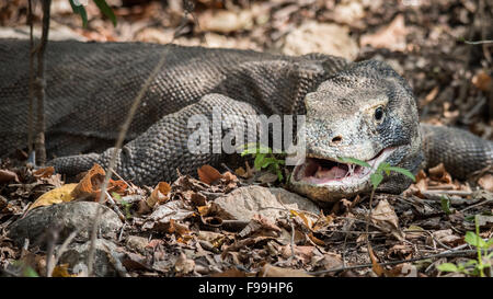 Komodo-Waran (Varanus Komodoensis) Close Up, Insel Komodo, Indonesien Stockfoto