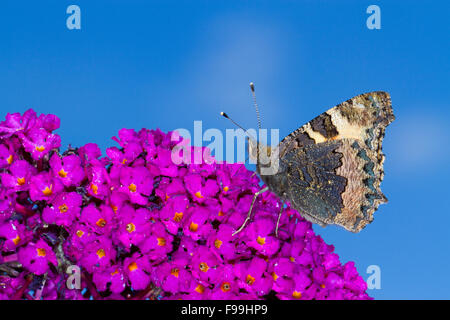 Kleine Schildpatt Schmetterling (Aglais Urticae) Erwachsene ernähren sich von Sommerflieder Davidii 'Royal Red' in einem Garten. Powys, Wales. August. Stockfoto