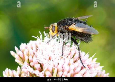 Riesige Tachinid fly (Tachina Grossa) Erwachsenen Fütterung auf Hanf Agrimony (Eupatorium Cannabinum) Blumen. CORS Fochno, Ceredigion, Wal Stockfoto