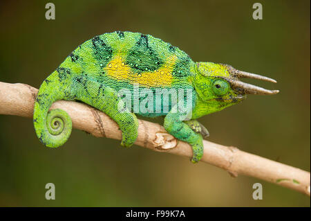 Ruwenzori drei gehörnten Chamäleon, Chamaeleo Johnstoni, Bwindi Impenetrable National Park, Uganda Stockfoto