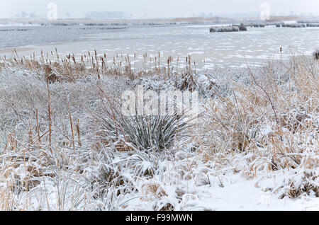 gefrorenen Sumpf im Winter mit Schnee, Drenthe, Niederlande Stockfoto