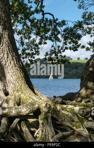 Segelboot auf Bala Lake oder Llyn Tegid in Merionethshire Gwynedd Wales Fotos auf Llangower Stockfoto