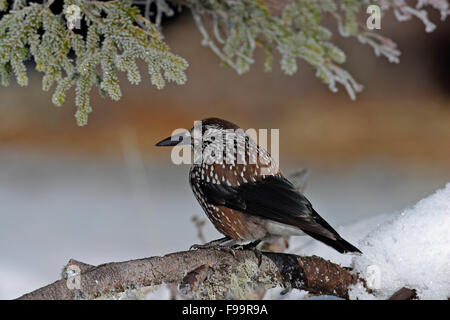 Nussknacker, Schnee, Tannenhäher, Tannen-Häher, Winter, Schnee, Nucifraga Caryocatactes, Cassenoix Moucheté Stockfoto