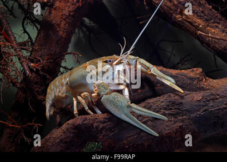 Lange Krallen Krebse, Galizischer Sumpfkrebs, Galizischer Sumpf-Krebs, Flußkrebs, Galizier, Galizierkrebs, Astacus Leptodactylus Stockfoto