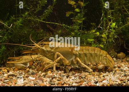 Lange Krallen Krebse, Galizischer Sumpfkrebs, Galizischer Sumpf-Krebs, Flußkrebs, Galizier, Galizierkrebs, Astacus Leptodactylus Stockfoto