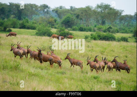 Topi (Damaliscus Lunatus Jimela), Ishasha-Sektor in Queen Elizabeth National Park, Uganda Stockfoto