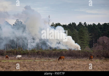 Rauch aus der kontrollierten Verbrennung im New Forest verwendet, um den Wald zu bewirtschaften Stockfoto
