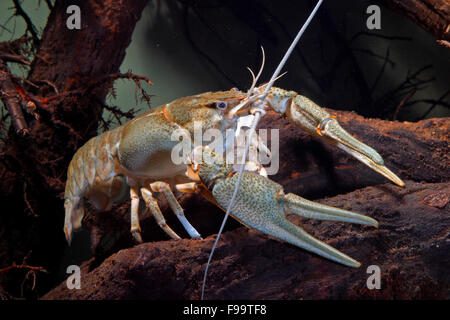 Lange Krallen Krebse, Galizischer Sumpfkrebs, Galizischer Sumpf-Krebs, Flußkrebs, Galizier, Galizierkrebs, Astacus Leptodactylus Stockfoto