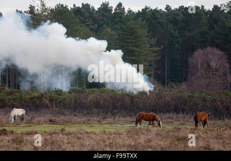 Rauch aus der kontrollierten Verbrennung im New Forest verwendet, um den Wald zu bewirtschaften Stockfoto