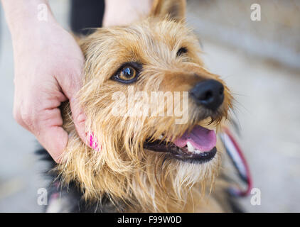 Weibliche Hand tätschelte lächelnd brauner Hundekopf Stockfoto