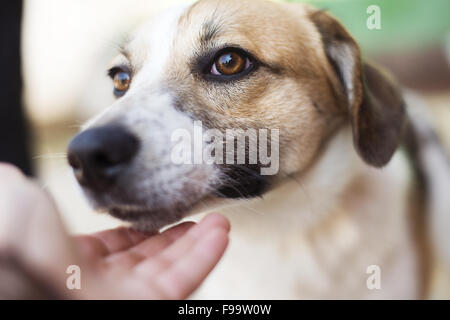 Weibliche Hand tätschelte lächelnd brauner Hundekopf Stockfoto