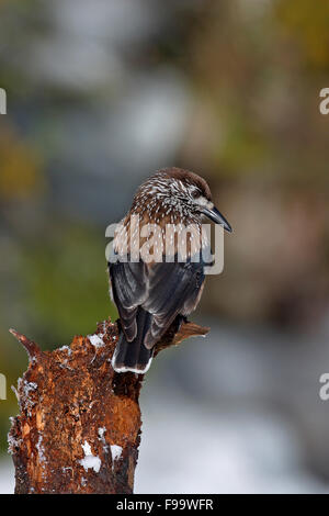 Nussknacker, Schnee, Tannenhäher, Tannen-Häher, Winter, Schnee, Nucifraga Caryocatactes, Cassenoix Moucheté Stockfoto