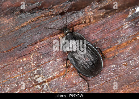 Fleisch essen Käfer, Schwarzer Schneckenjäger, Schwarzer Aaskäfer, Schnecken-Aaskäfer, Phosphuga Atrata, Silpha atrata Stockfoto