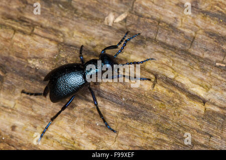 Blister Beetle, Europäische Öl-Beetle, Schwarzer Maiwurm, Schwarzblauer Ölkäfer, Meloe proscarabaeus, Meloë, Meloidae Stockfoto