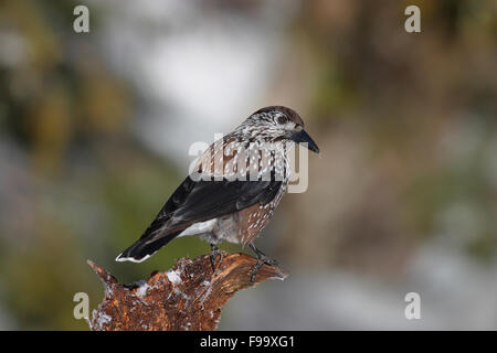 Nussknacker, Schnee, Tannenhäher, Tannen-Häher, Winter, Schnee, Nucifraga Caryocatactes, Cassenoix Moucheté Stockfoto