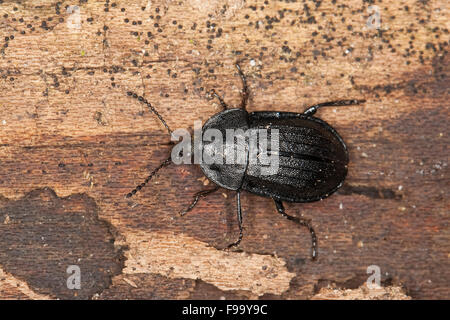 Fleisch essen Käfer, Schwarzer Schneckenjäger, Schwarzer Aaskäfer, Schnecken-Aaskäfer, Phosphuga Atrata, Silpha atrata Stockfoto