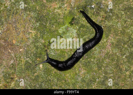 Schwarzen Kiel zurück Slug, Ashy-Asche grauschwarzen Slug, Schwarzer Schnegel, Egelschnecke, Limax Cinereoniger, Nacktschnecke Stockfoto