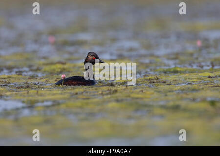 Schwarzhalstaucher, Schwarzhalstaucher, Schwarzhals-Taucher, Taucher, Podiceps nigricollis Stockfoto