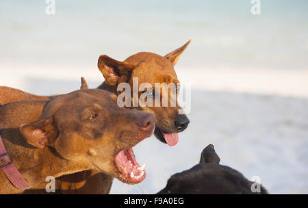 Zwei braune Hunde spielen am Sandstrand Stockfoto