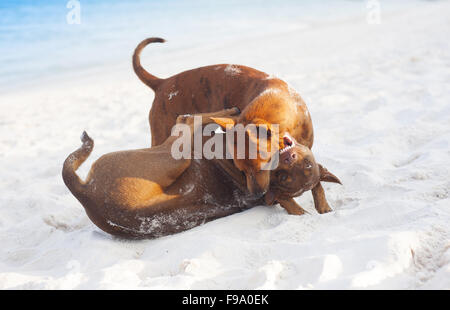 Zwei braune Hunde spielen am Sandstrand Stockfoto