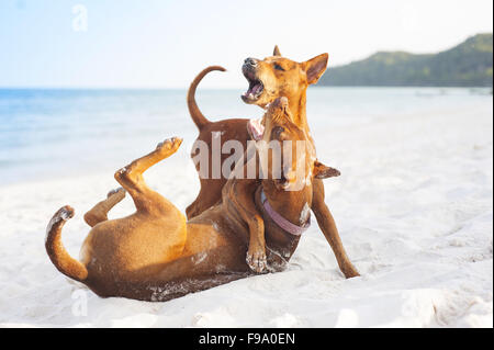 Zwei braune Hunde spielen am Sandstrand Stockfoto