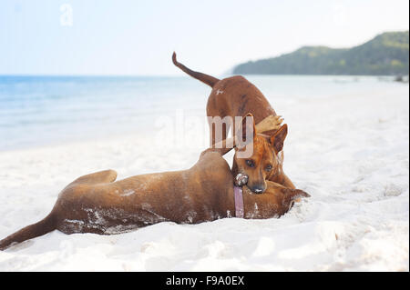 Zwei braune Hunde spielen am Sandstrand Stockfoto