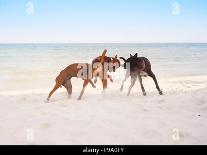 Drei braune Hunde spielen am Sandstrand Stockfoto