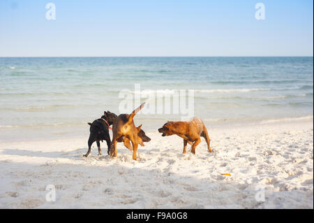 Drei braune Hunde spielen am Sandstrand Stockfoto