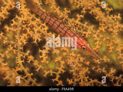 Longnose Hawkfish, Oxycirrhites Typus auf Fan-Korallen in Tulamben, Bali, Indonesien Stockfoto