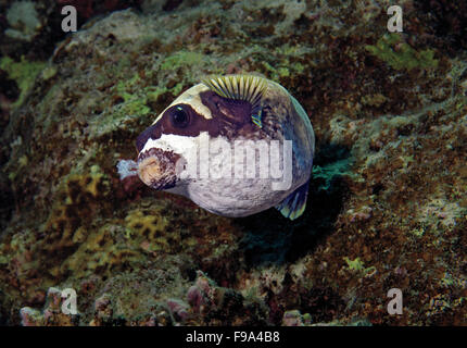 Maskierte Kugelfisch, Arothron Diadematus, Essen Korallen Korallenriff in Marsa Alam, Rotes Meer, Ägypten Stockfoto