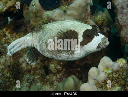 Maskierte Kugelfisch, Arothron Diadematus am Korallenriff in Hamata, Ägypten Stockfoto