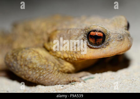 Gemeinsamen Kröte (Bufo Spinosus) in einem Feld in der Nähe von Guadalupe Stadt Evora Provinz Alentejo, Portugal Stockfoto