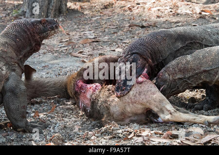 Komodo-Warane (Varanus Komodoensis) Essen ein Reh, Insel Komodo, Indonesien Stockfoto