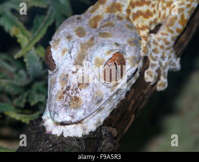 Madagascan Henkel Blatt-tailed Gecko (Uroplatus Henkeli), alias Henkel flache tailed Gecko oder Frilled Blatt-Tail-Gecko Stockfoto