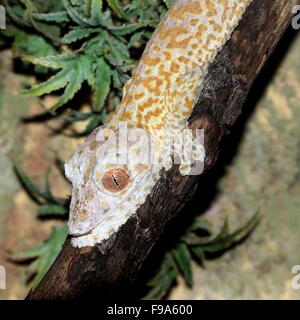 Madagascan Henkel Blatt-tailed Gecko (Uroplatus Henkeli), alias Henkel flache tailed Gecko oder Frilled Blatt-Tail-Gecko Stockfoto