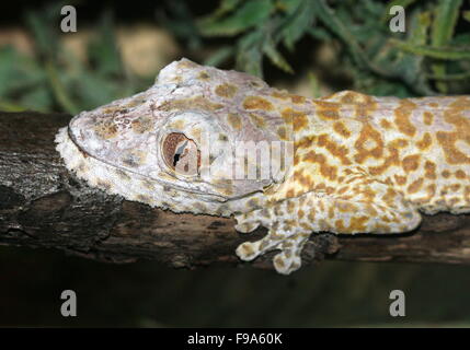 Madagascan Henkel Blatt-tailed Gecko (Uroplatus Henkeli), alias Henkel flache tailed Gecko oder Frilled Blatt-Tail-Gecko Stockfoto