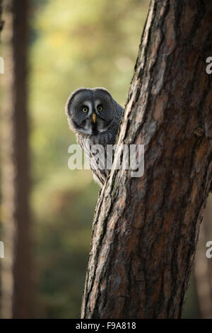 Lustige großen grau-Eule / Bartkauz (Strix Nebulosa) sieht hinter einem Baum, thront in einer Tanne. Stockfoto