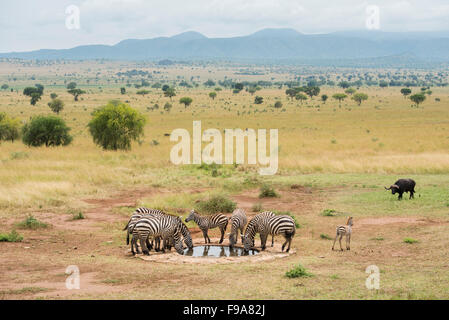 Burchell Zebra (Equus Burchellii) an einer Wasserstelle, Kidepo Valley Nationalpark, Uganda Stockfoto