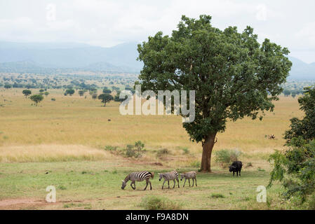 Burchell Zebra (Equus Burchellii) und Büffel (Syncerus Caffer Caffer), Kidepo Valley Nationalpark, Uganda Stockfoto