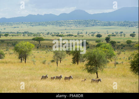 Burchell Zebra (Equus Burchellii), Kidepo Valley Nationalpark, Uganda Stockfoto