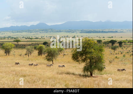 Burchell Zebra (Equus Burchellii), Kidepo Valley Nationalpark, Uganda Stockfoto