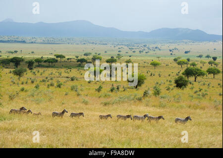 Burchell Zebra (Equus Burchellii), Kidepo Valley Nationalpark, Uganda Stockfoto