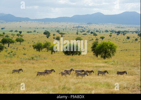 Burchell Zebra (Equus Burchellii), Kidepo Valley Nationalpark, Uganda Stockfoto