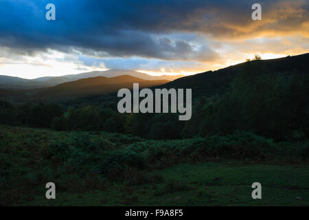 Sonnenuntergang in den grünen Wald Stockfoto