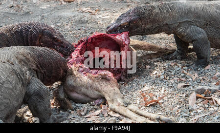 Komdo Drachen (Varanus Komodoensis) Essen ein Reh, Insel Komodo, Indonesien Stockfoto