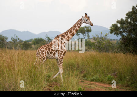 Rothschild-Giraffen (Giraffa Plancius Rothschildi), Kidepo Valley Nationalpark, Uganda Stockfoto